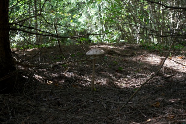 9878277675_eee55f0dd5_b